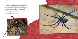 Alternative view 2 of Black Widow Spiders