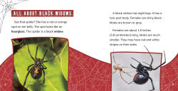 Alternative view 3 of Black Widow Spiders