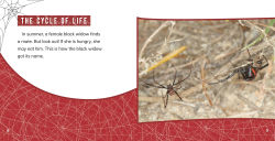 Alternative view 5 of Black Widow Spiders