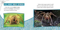 Alternative view 2 of Wolf Spiders