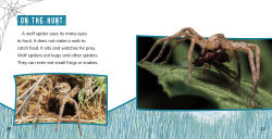 Alternative view 3 of Wolf Spiders