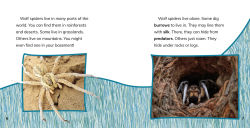 Alternative view 4 of Wolf Spiders