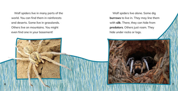 Wolf Spiders