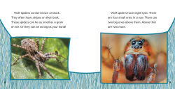 Alternative view 5 of Wolf Spiders