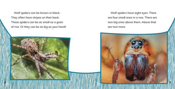 Wolf Spiders