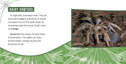 Alternative view 2 of Tarantulas