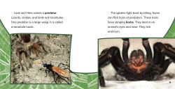 Alternative view 3 of Tarantulas