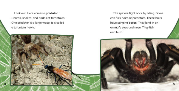 Tarantulas