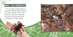 Alternative view 4 of Tarantulas