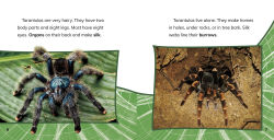 Alternative view 5 of Tarantulas