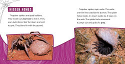 Alternative view 2 of Trapdoor Spiders