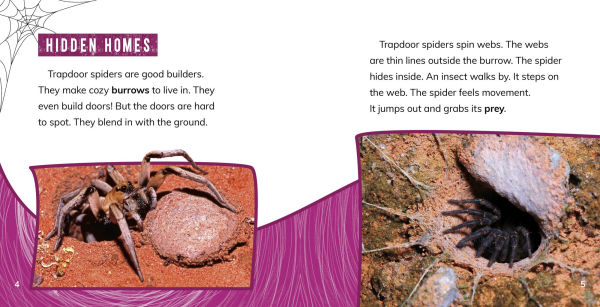Trapdoor Spiders