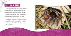 Alternative view 3 of Trapdoor Spiders