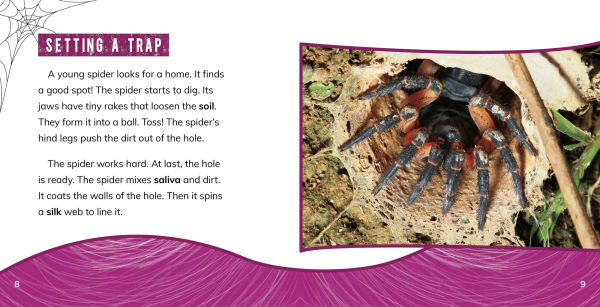 Trapdoor Spiders