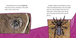 Alternative view 4 of Trapdoor Spiders