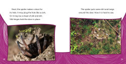 Alternative view 5 of Trapdoor Spiders