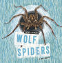 Wolf Spiders