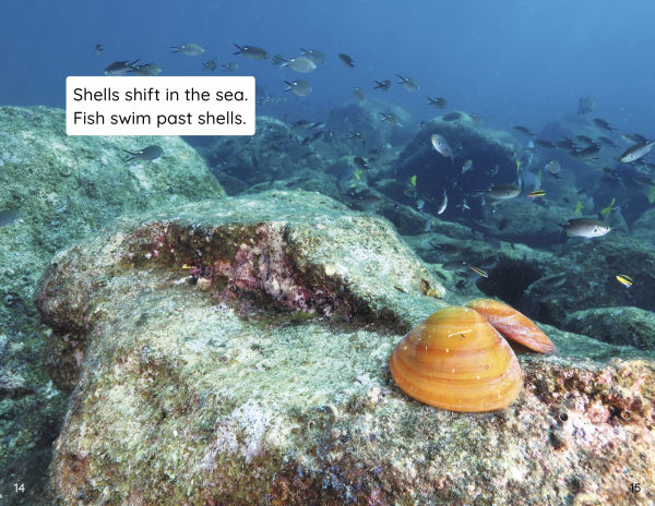 Shells