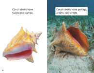 Alternative view 5 of Shells