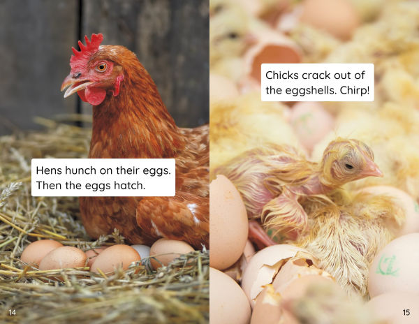 Hens and Chicks