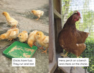 Alternative view 4 of Hens and Chicks