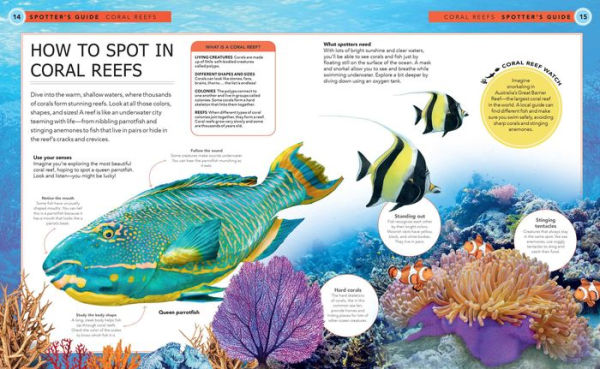 Ocean Creatures: A Spotter's Guide