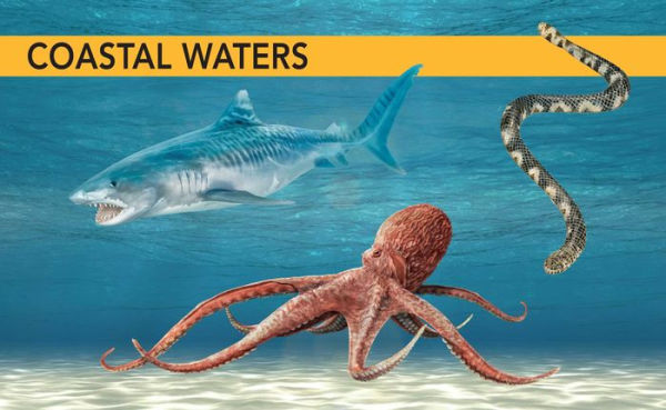 Ocean Creatures: A Spotter's Guide