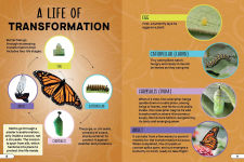 Alternative view 3 of Smithsonian Explores: Bugs and Insects: Discover the Fascinating World of Creepy Crawly Creatures!