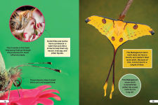 Alternative view 5 of Smithsonian Explores: Bugs and Insects: Discover the Fascinating World of Creepy Crawly Creatures!