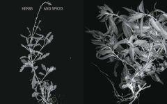 Alternative view 12 of Plant Power: Heal Yourself with Medicinal Mushrooms, Roots, Flowers, and Herbs