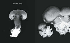 Alternative view 14 of Plant Power: Heal Yourself with Medicinal Mushrooms, Roots, Flowers, and Herbs