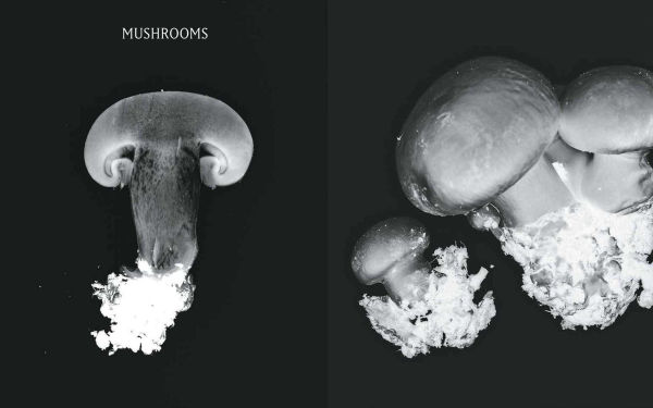 Plant Power: Heal Yourself with Medicinal Mushrooms, Roots, Flowers, and Herbs