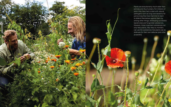 Plant Power: Heal Yourself with Medicinal Mushrooms, Roots, Flowers, and Herbs