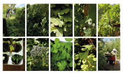 Alternative view 6 of Plant Power: Heal Yourself with Medicinal Mushrooms, Roots, Flowers, and Herbs
