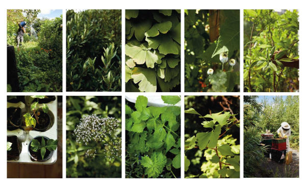 Plant Power: Heal Yourself with Medicinal Mushrooms, Roots, Flowers, and Herbs