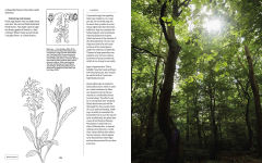 Alternative view 10 of Plant Power: Heal Yourself with Medicinal Mushrooms, Roots, Flowers, and Herbs