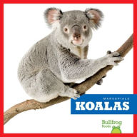 Title: Koalas, Author: Natalie Deniston