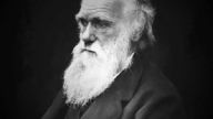 Darwin's Doubt