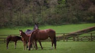 Horses: Portraits by Derry Moore