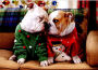 Christmas Boxed Cards Christmas Bulldogs In