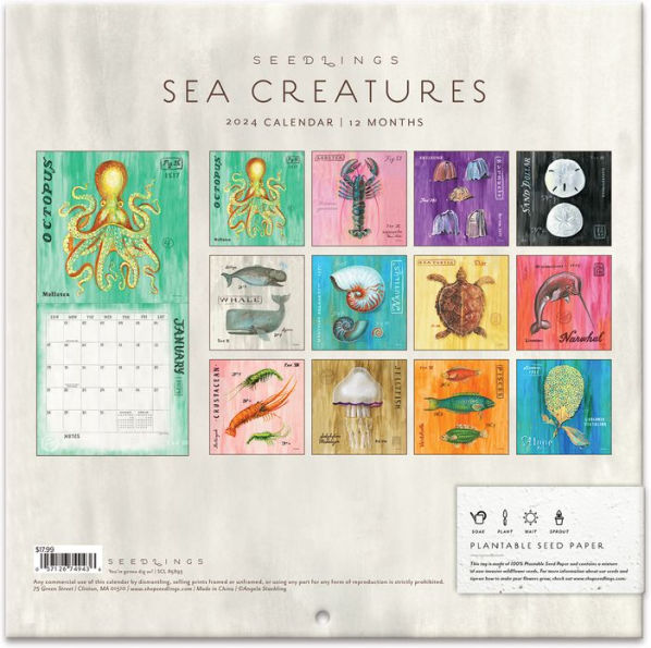 Angela Staehling 2024 Seedlings Sea Creatures 12 Month Wall Calendar