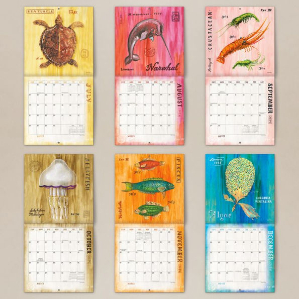 Angela Staehling 2024 Seedlings Sea Creatures 12 Month Wall Calendar