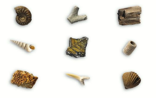 Fossil Collection