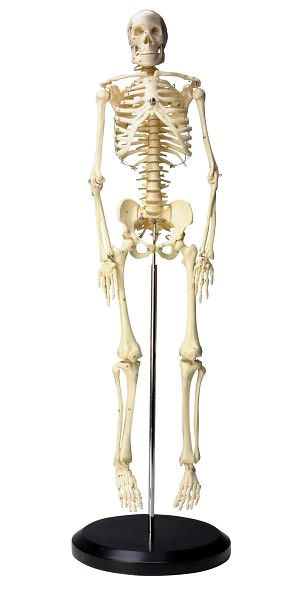 Human Skeleton Model