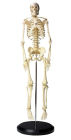 Human Skeleton Model