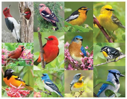 puzzles for birds