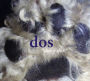 Dos y Dos