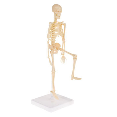 Human Skeleton Model Kit on Base 13.25 inch Kids Skeletal Model with ...