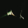 Reflection [2 LP]