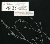 Alternative view 2 of abouTZU [Digipack ver.]